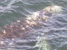 Серый кит в водах бухты Провидения