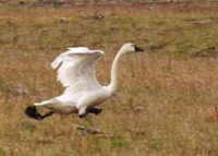 Американский лебедь