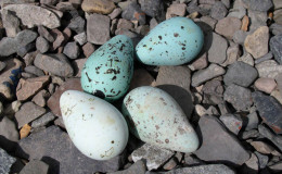 Common murre eggs