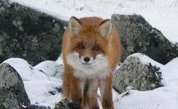 Fox is an inhabitant of Beringia