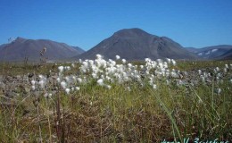 Blossoming cotton-grass