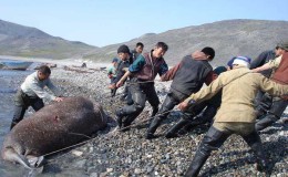 Arakamchechen island. People bagged the walrus