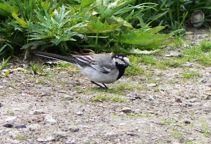 White wagtail. Picture by A. Borovik. Novoe Chaplino area. 