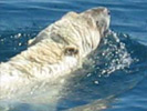 Белый медведь в водах ледовитого океана
