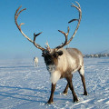 Reindeer