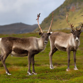 Reindeer