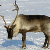 Reindeer