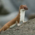 Stoat