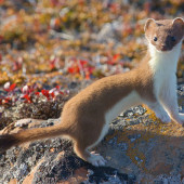 Stoat