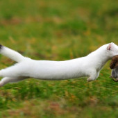 Stoat