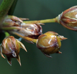 Bulrush nitievidny