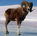 Yakut bighorn sheep