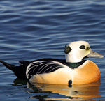 Siberian eider