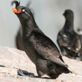 Crested auklet