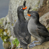 Crested auklet