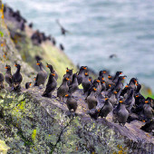 Crested auklet