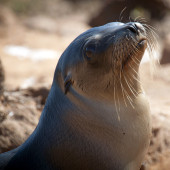 Sea ​​lion