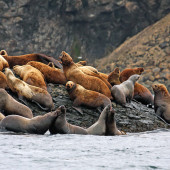 Sea ​​lion