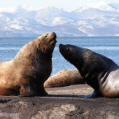 Sea ​​lion