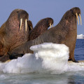 Walruses