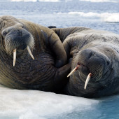 Walruses