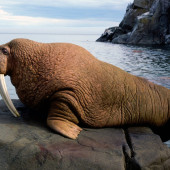 Walruses