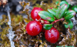 Mountain Cranberry (Lingonberry)