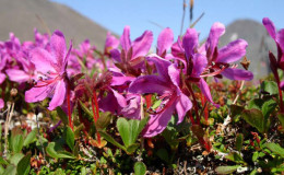 Kamchatka Rhododendron