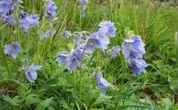 Northern Jacob-ladder