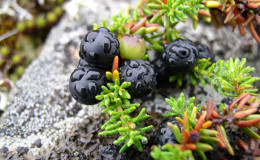 Crowberry