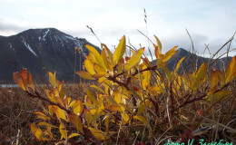 Willow in the fall