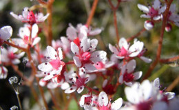 Naked-stem Saxifrage