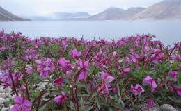 Fireweed