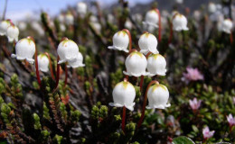 Four-angle Mountain-heather