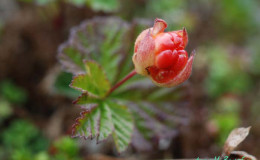 Cloudberry