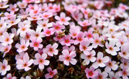 Wedge-leaf Primrose