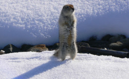 Ground squirrel on Kivak