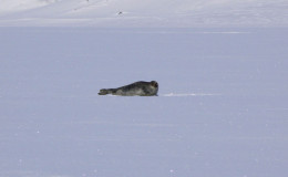 Ringed seal on the ice of Tkachen bay