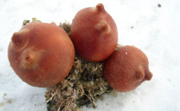 Ascidian (upa) from the bottom of Tkachen bay