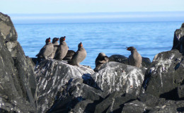 Crested auklet on the sea rocks