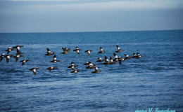 Steller’s eider