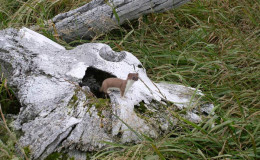 Stoat on the bowhead whale skull