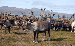 Reindeers near Yanrakynnot