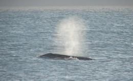 Grey whale fountain is a usual event in Chukotka