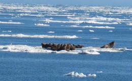 Моржи на льдине в океане севернее полярного круга