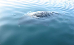 Ringed seal in the Senyavin Strait