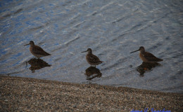 Sandpipers