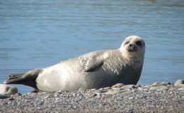 Sported seal is often on the shore