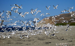 Blacklegged Kittiwakes form big summer accumulation