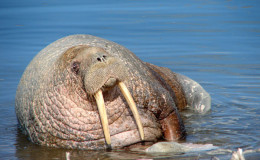 Walruses are wonderful sea mammals